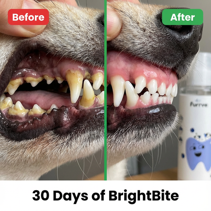 BrightBite